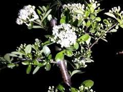 扦插的火棘下山桩都开花了 可以吗