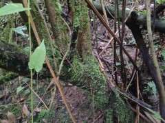 火棘下山桩入盆前怎么用生根粉的方法