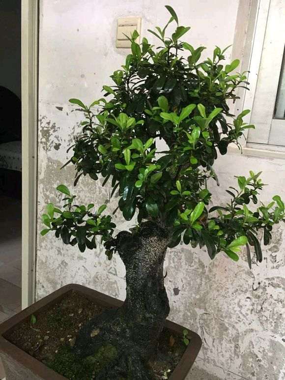 火棘下山桩老桩 500元 贵不贵 图片