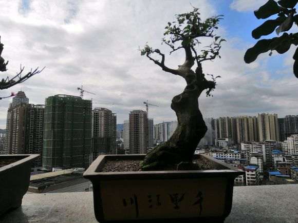 火棘下山桩老桩 500元 贵不贵 图片