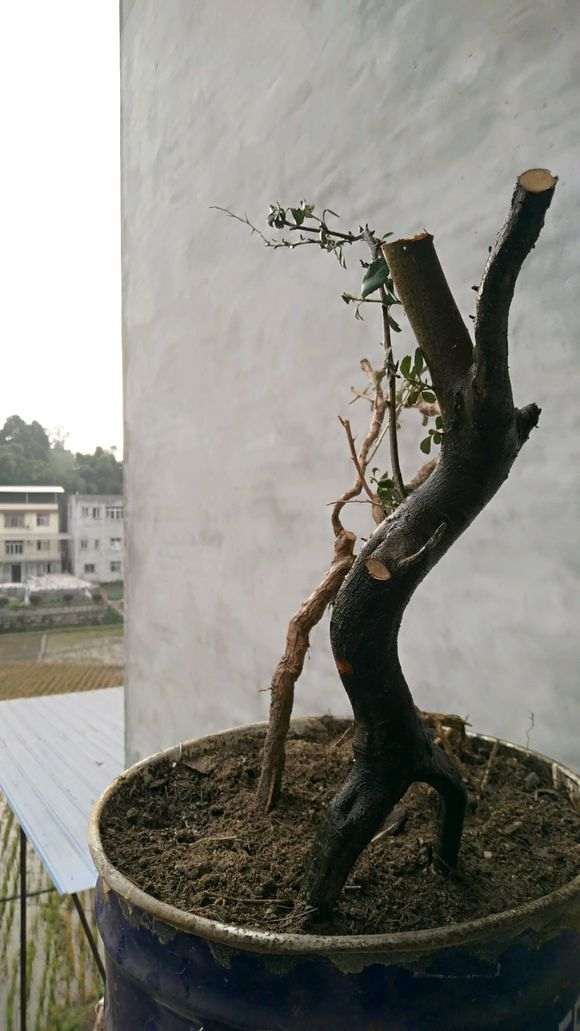 火棘下山桩换盆缺水 怎么办 图片