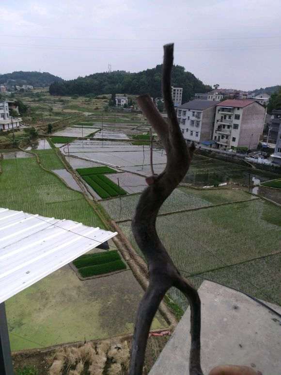 火棘下山桩被我给栽成了干柴 怎么办