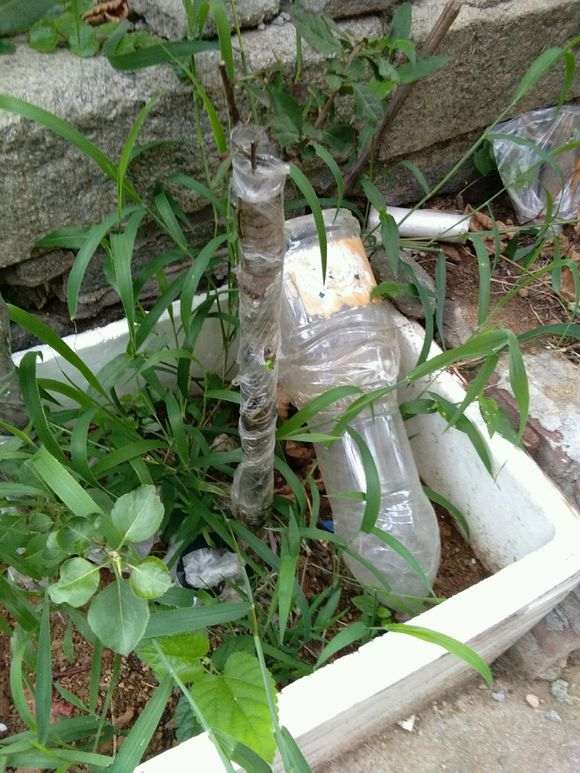 图解 火棘下山桩怎么嫁接山楂的方法