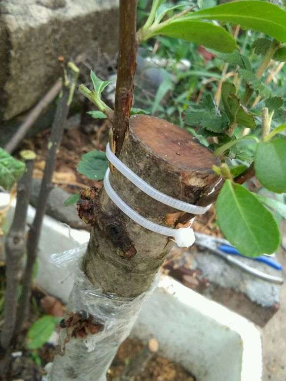 火棘下山桩怎么嫁接火棘的方法 图片