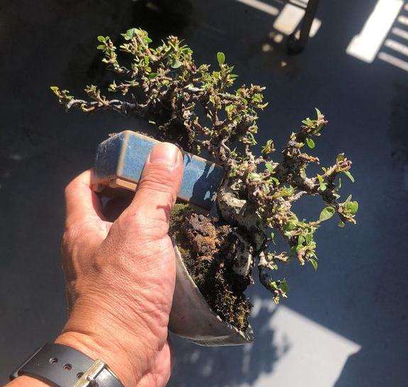 为什么火棘下山桩也需要摘叶 图片