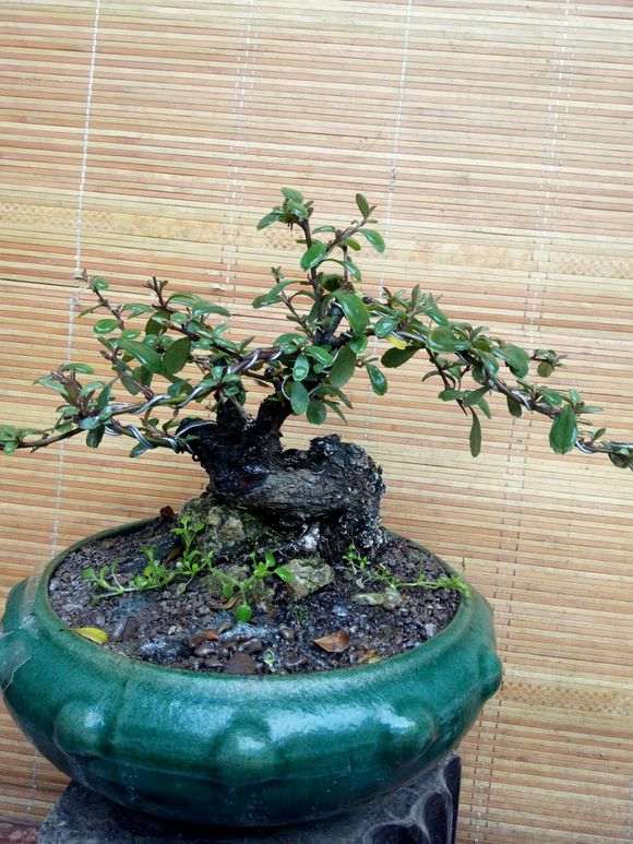 为什么火棘下山桩早晚喷水为最好 图片