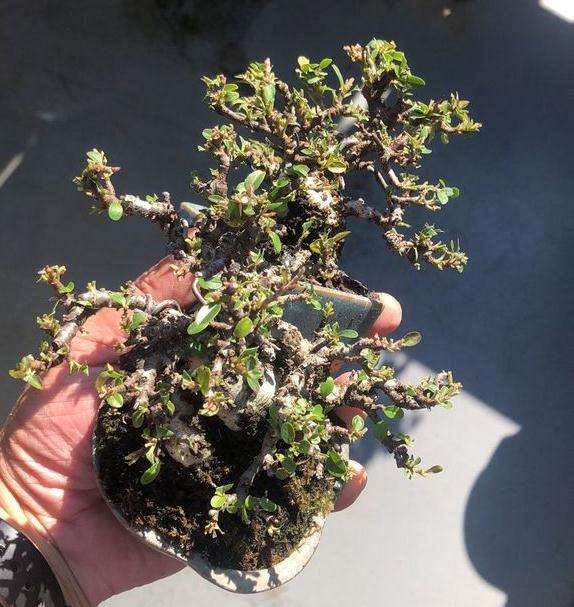 火棘下山桩高压几月最好 图片