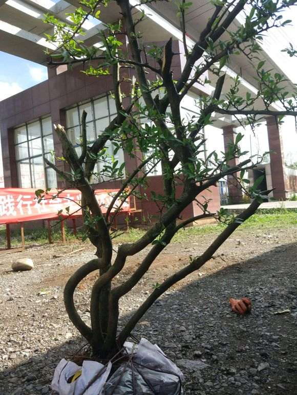 火棘下山桩怎么去掉枝干的方法 图片