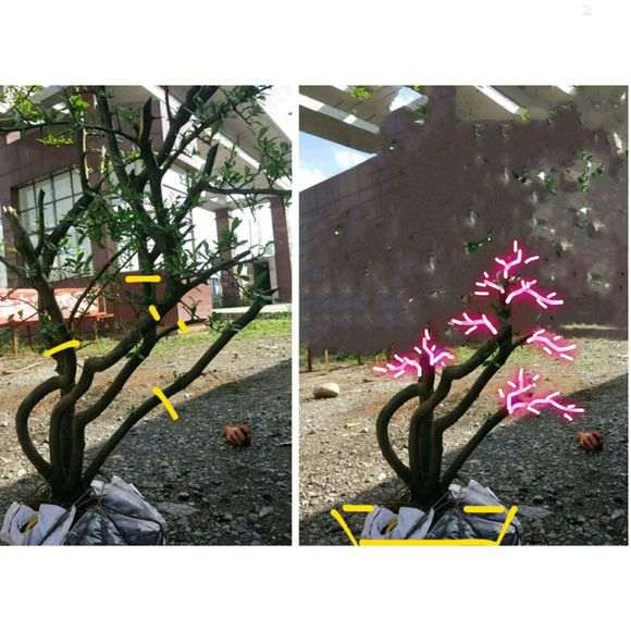 火棘下山桩怎么去掉枝干的方法 图片