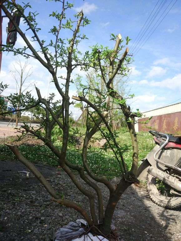 火棘下山桩怎么去掉枝干的方法 图片