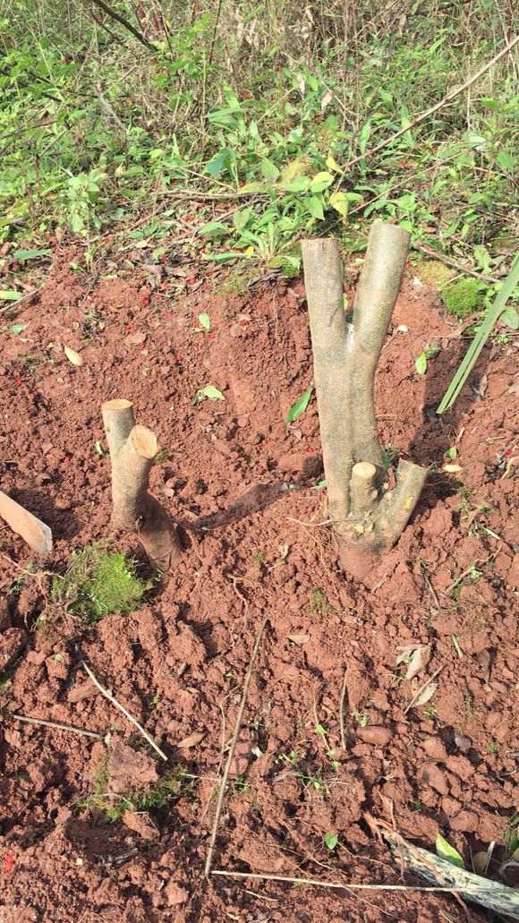 火棘下山桩还不好挖了 不想要 就养山上