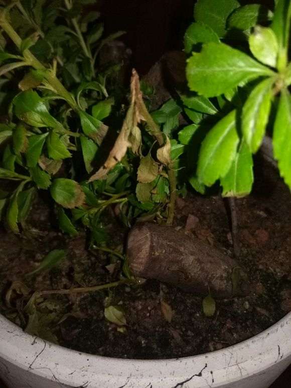 火棘下山桩果怎么泡酒的方法 图片