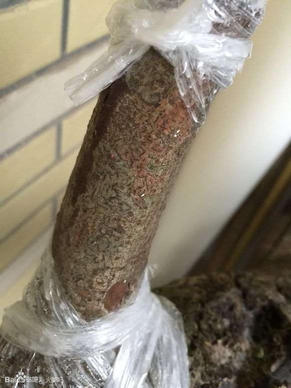 7天的火棘下山桩老桩 缠膜出芽了 图片