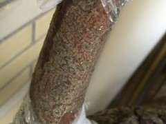 7天的火棘下山桩老桩 缠膜出芽了 图片