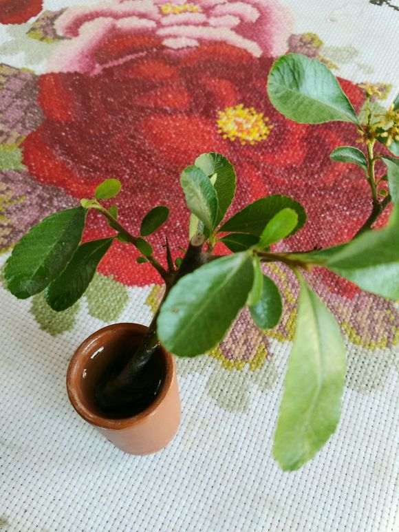 水培真的火棘下山桩 非常好 图片