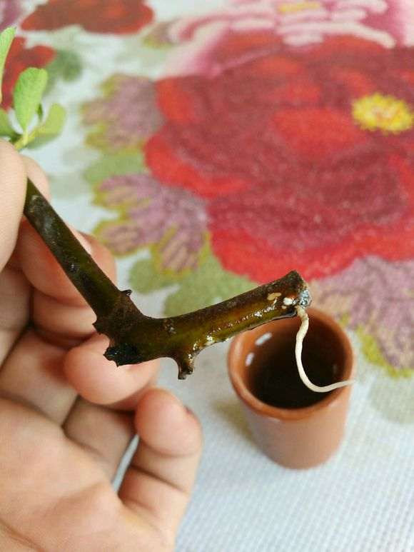 水培真的火棘下山桩 非常好 图片