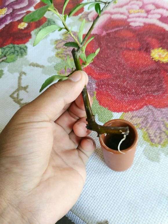 水培真的火棘下山桩 非常好 图片