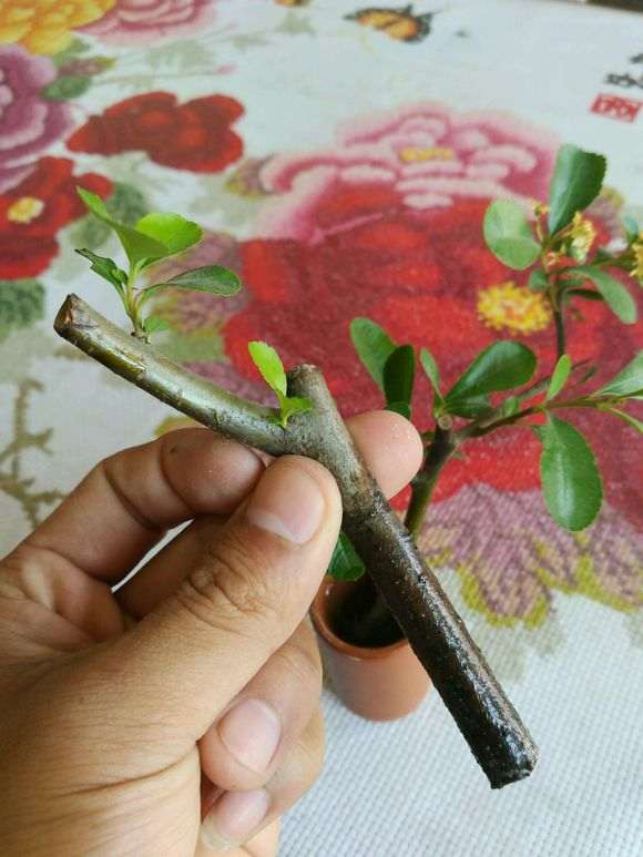 水培真的火棘下山桩 非常好 图片