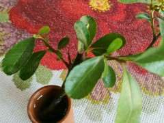 水培真的火棘下山桩 非常好 图片