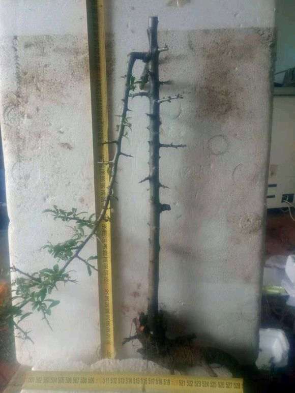 火棘下山桩缠膜后 怎么办 图片