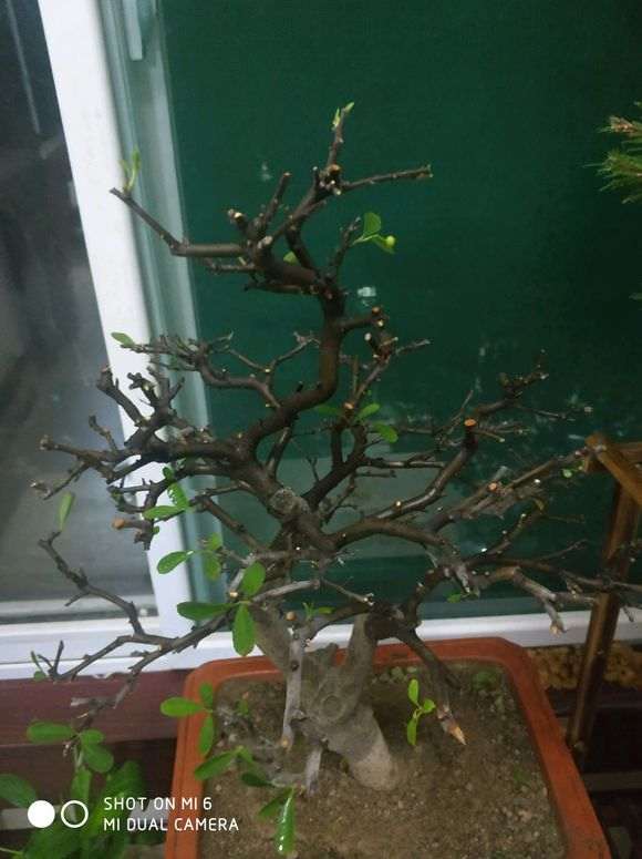 室内养火棘下山桩叶子干枯 怎么办 图片