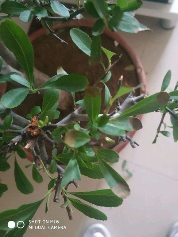 室内养火棘下山桩叶子干枯 怎么办 图片