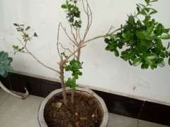 今年火棘下山桩还没长新叶 套袋保湿