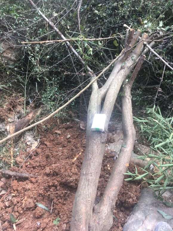 火棘下山桩没多少根 怎么办 图片