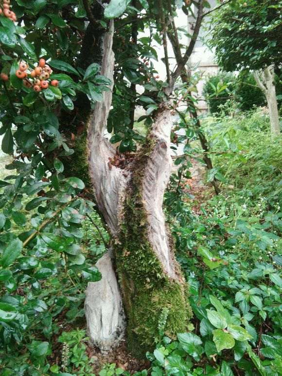 火棘下山桩缩枝 怎么办 图片