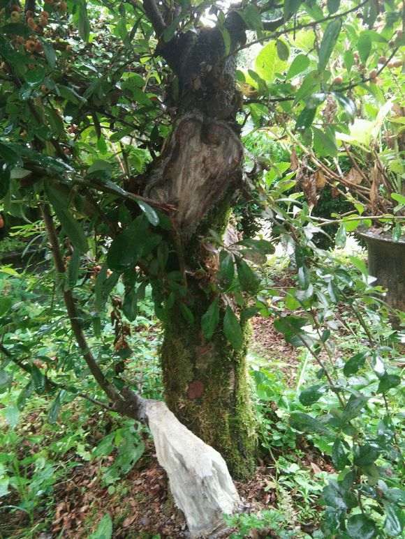 火棘下山桩缩枝 怎么办 图片