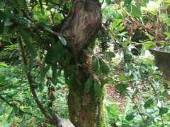 火棘下山桩缩枝 怎么办 图片