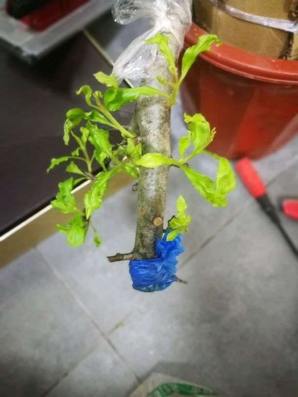 为什么金弹子和火棘下山桩差距 那么大