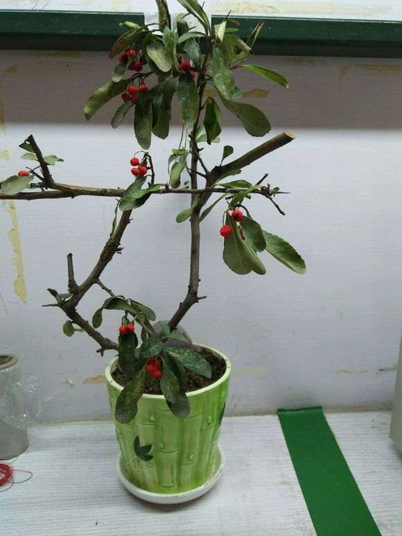 扦插的火棘下山桩叶子都黄了 怎么办 图片