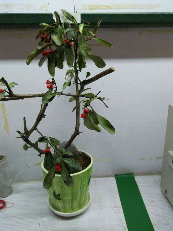 扦插的火棘下山桩叶子都黄了 怎么办 图片