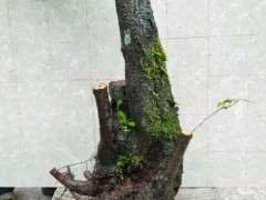 火棘下山桩在山东户外地栽 可以过冬吗