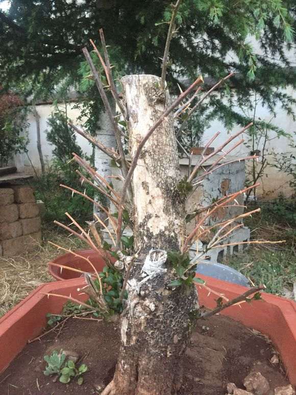 阳台火棘下山桩 会结果吗 需要人工授粉