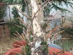 阳台火棘下山桩 会结果吗 需要人工授粉