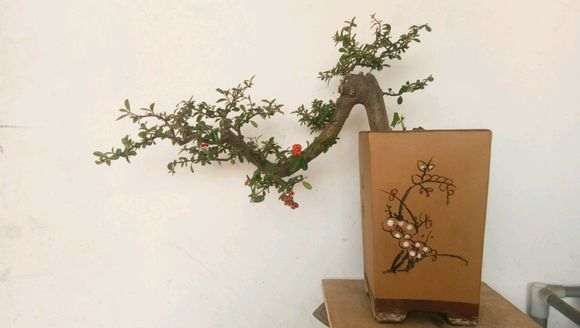 第一次玩火棘下山桩 请老师指点 图片