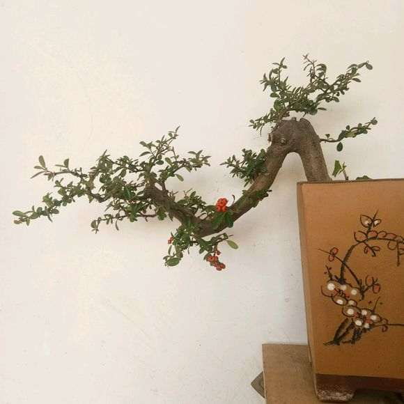 第一次玩火棘下山桩 请老师指点 图片