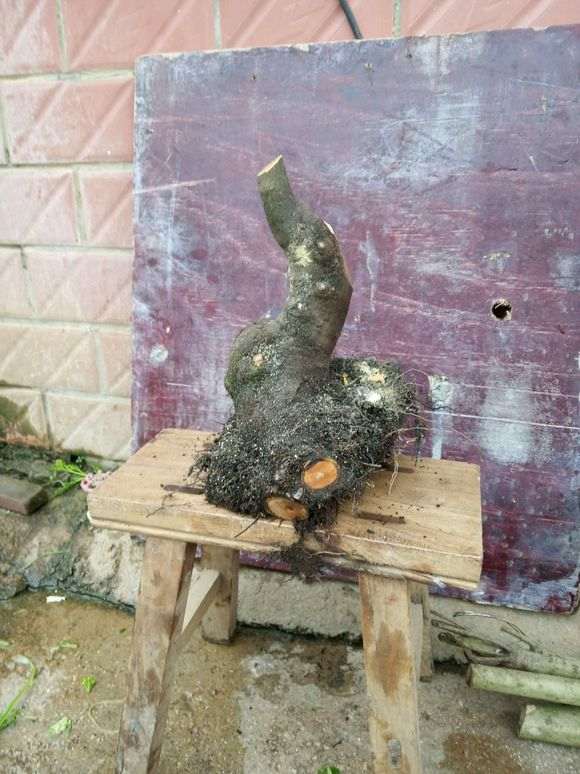 朴树下山桩还不错 今天挖的 怎么样