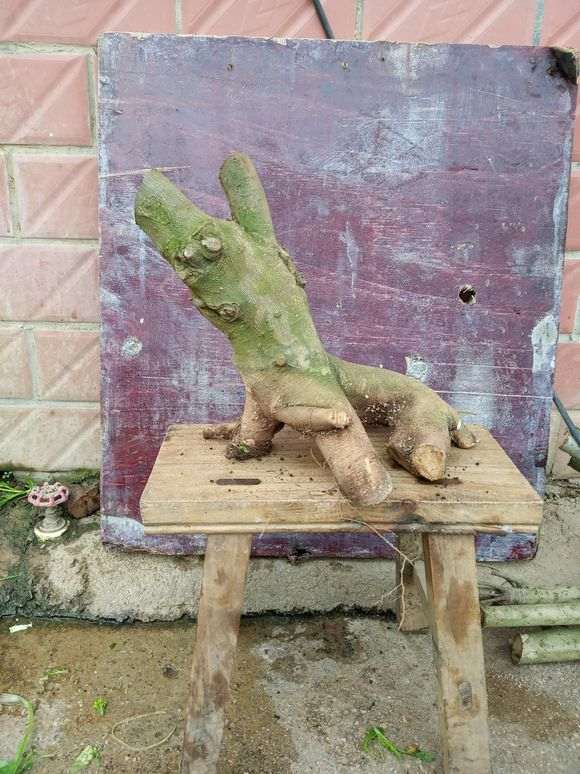 朴树下山桩还不错 今天挖的 怎么样