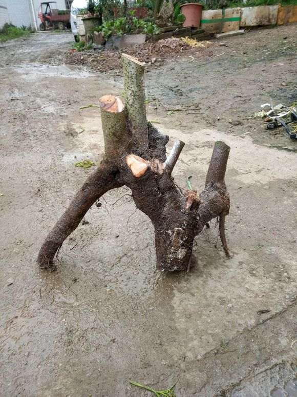 朴树下山桩还不错 今天挖的 怎么样