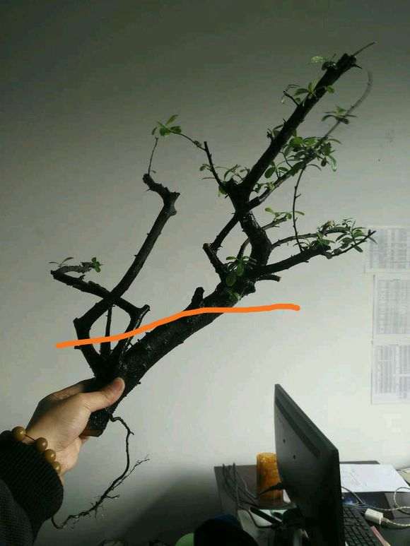 为什么火棘下山桩沙培 生根最好 图片
