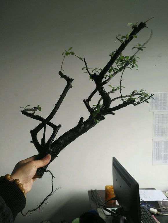 为什么火棘下山桩沙培 生根最好 图片