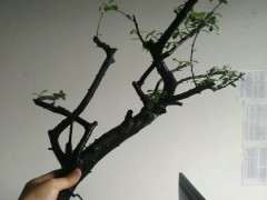 为什么火棘下山桩沙培 生根最好 图片