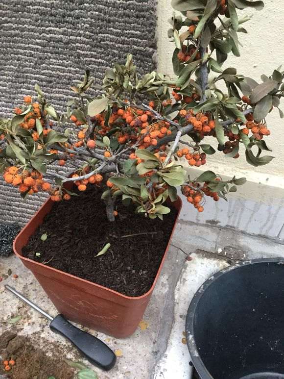 火棘下山桩变这样了 怎么办 死了吗