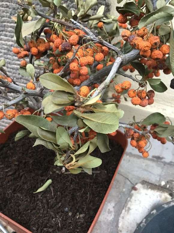 火棘下山桩变这样了 怎么办 死了吗