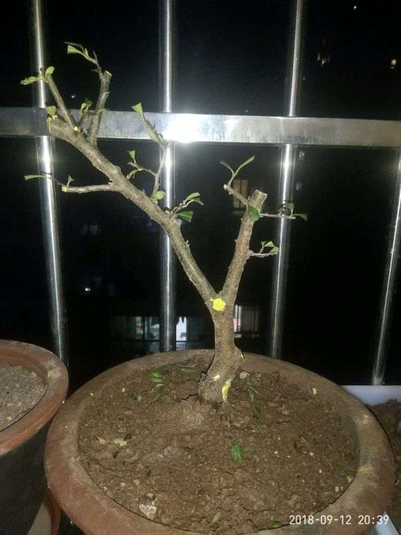 火棘下山桩变这样了 怎么办 死了吗