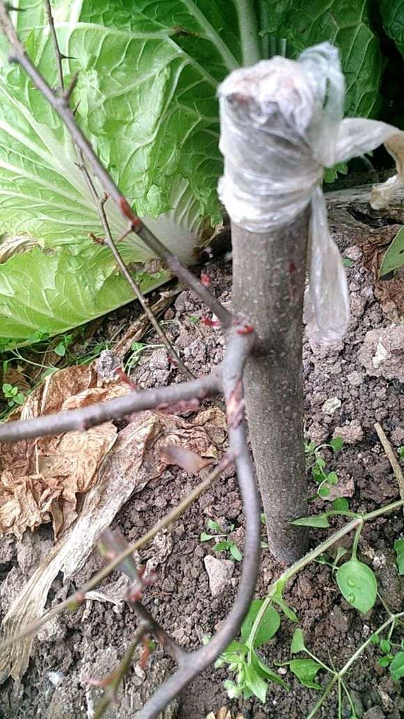 火棘下山桩干插怎么比发芽还快 图片