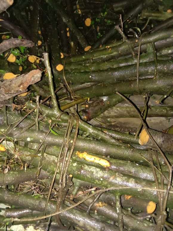 火棘下山桩干插怎么比发芽还快 图片